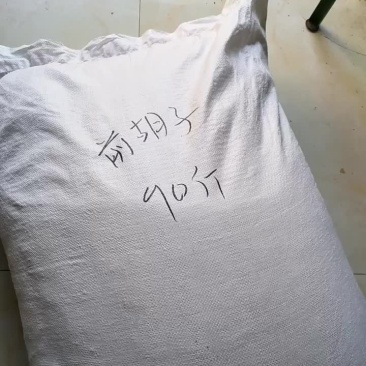 前胡种子发货