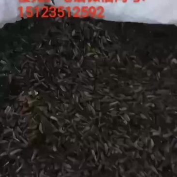 重庆市巫溪县兰英乡西安村高山云木香种子