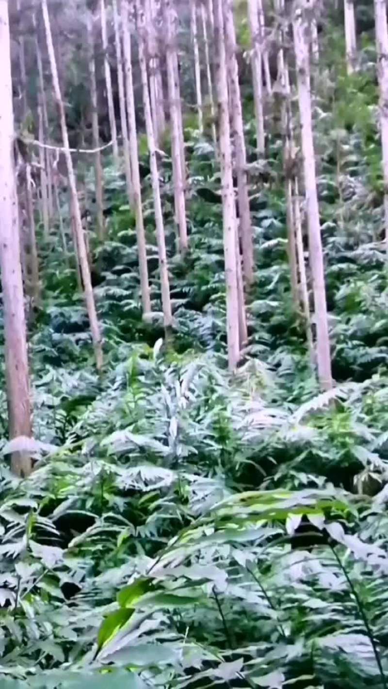 砂仁苗