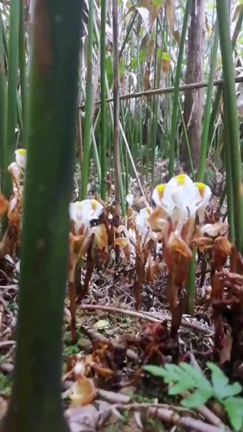 砂仁苗