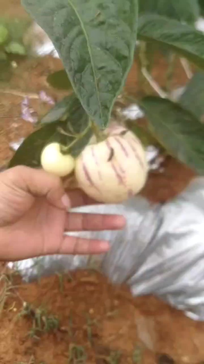 人参果