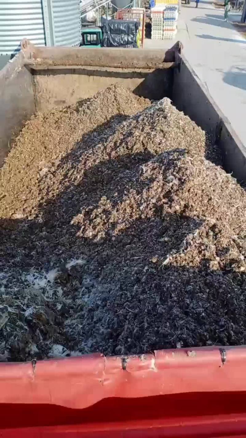 海量肉鸡粪免费送，鸡场地址，湖州南浔区温氏种鸡场