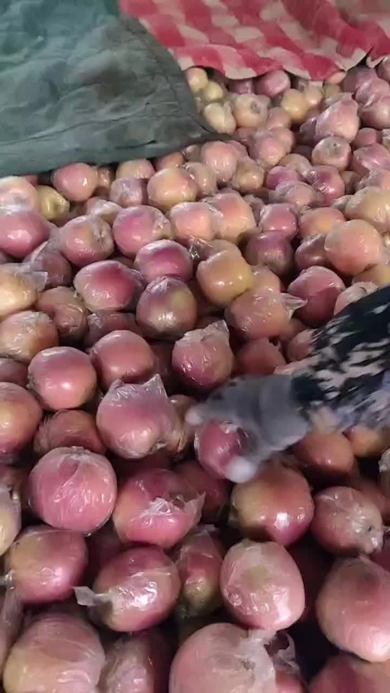 红富士苹果
