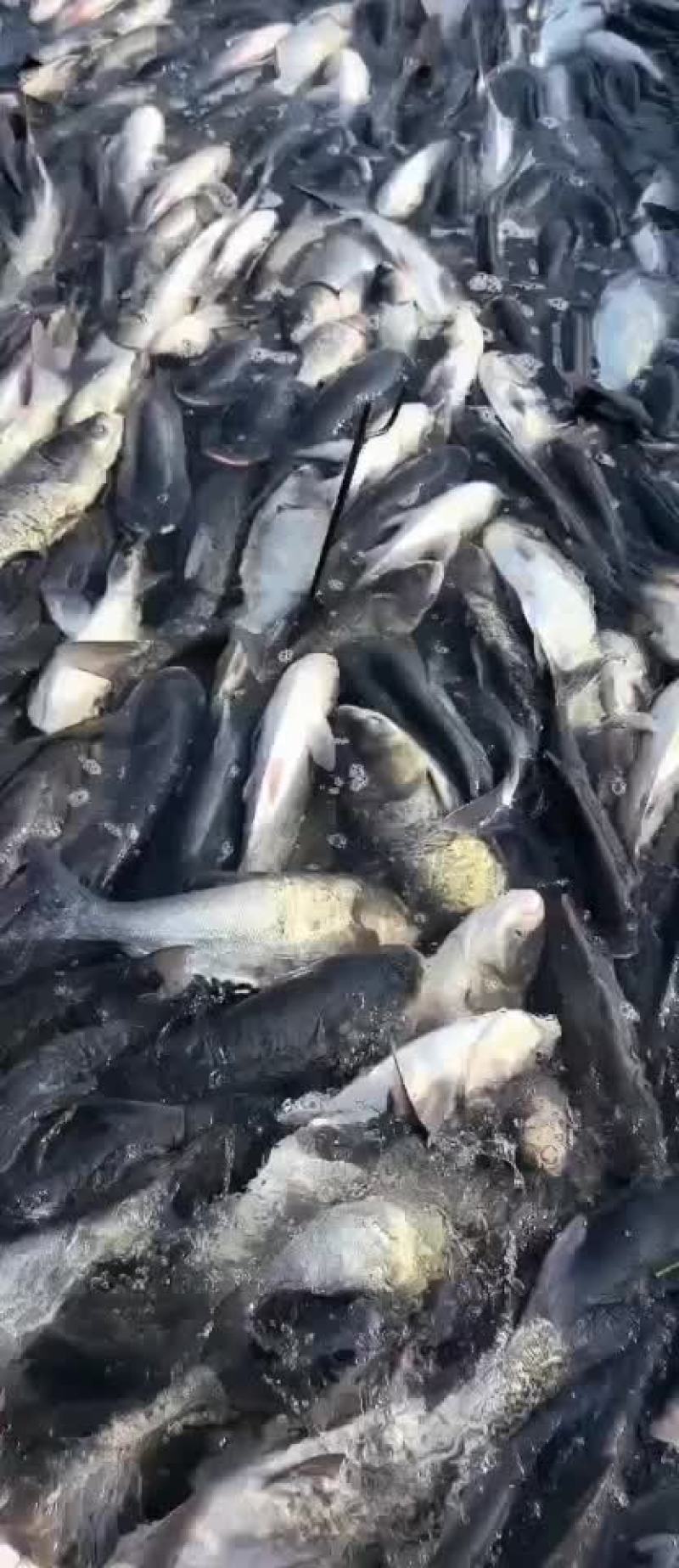 花鲢大头胖头鲢鱼