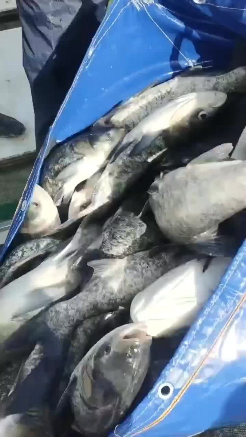 花鲢大头胖头鲢鱼