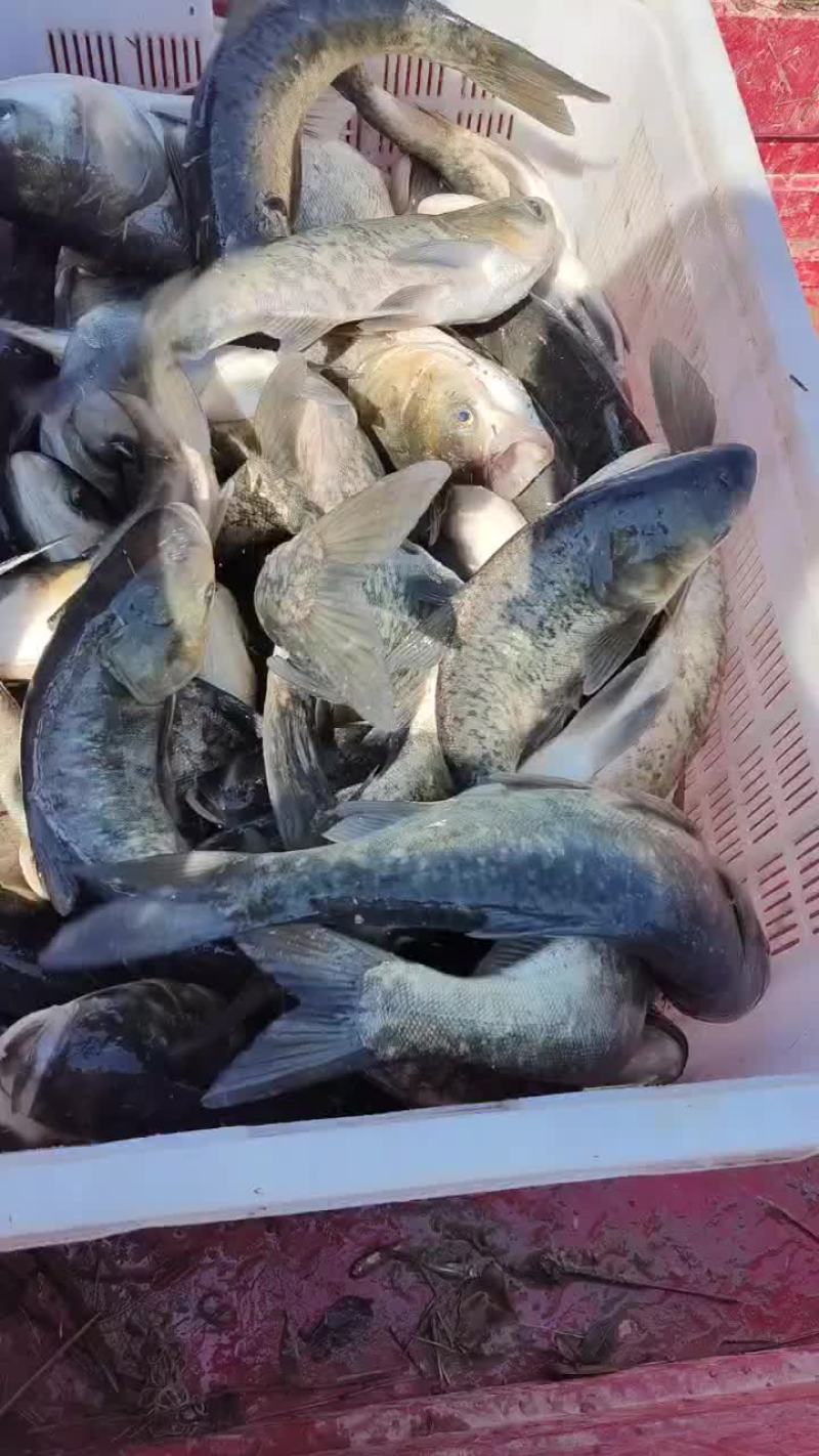 大量出售花白鲢