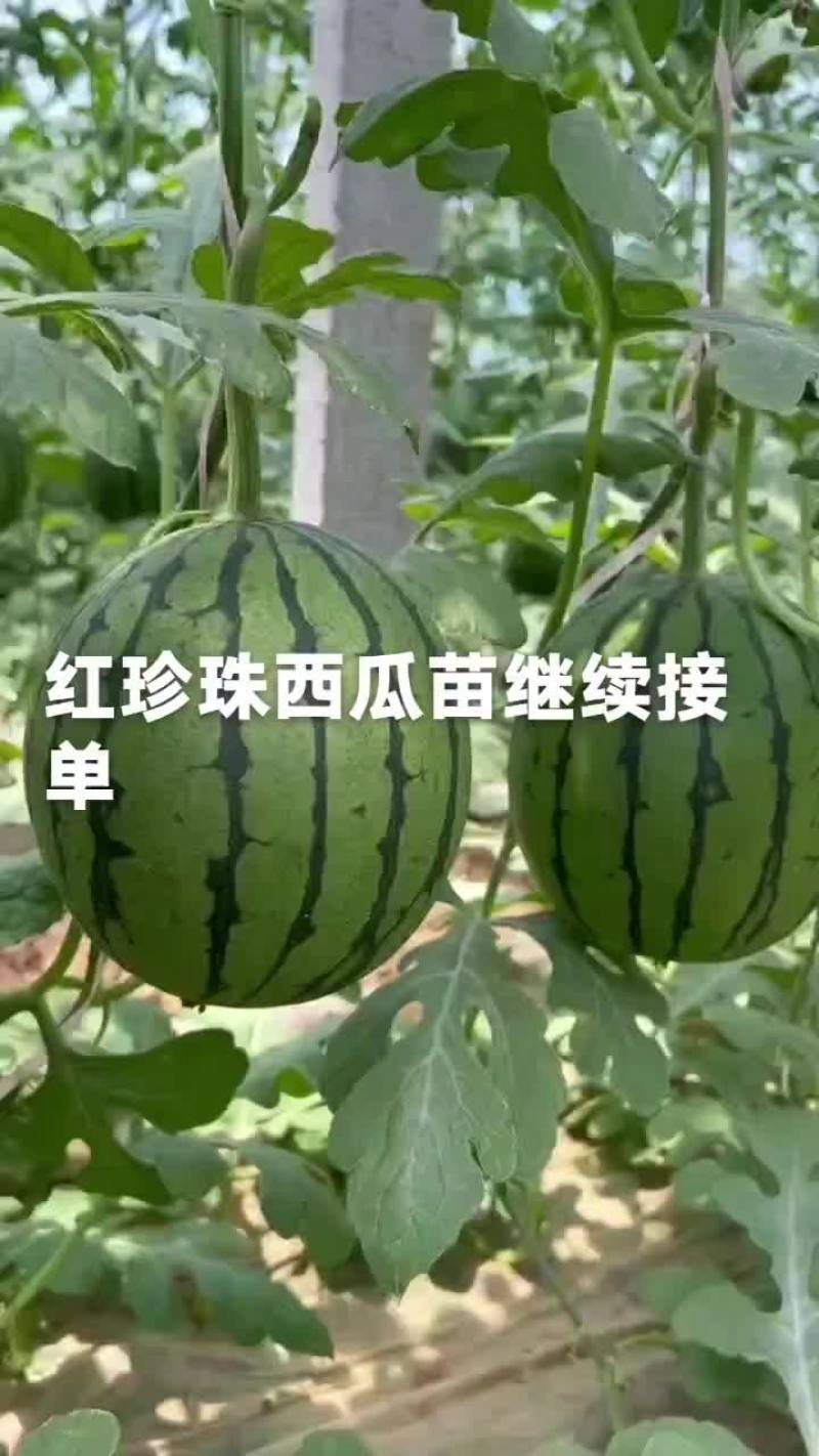 甜王，美都西瓜嫁接苗货源充足保质保量欢迎来电
