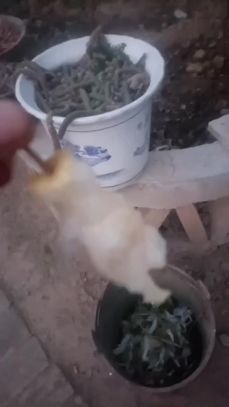 纸袋酥梨大量有货，有需要的老板速度哦