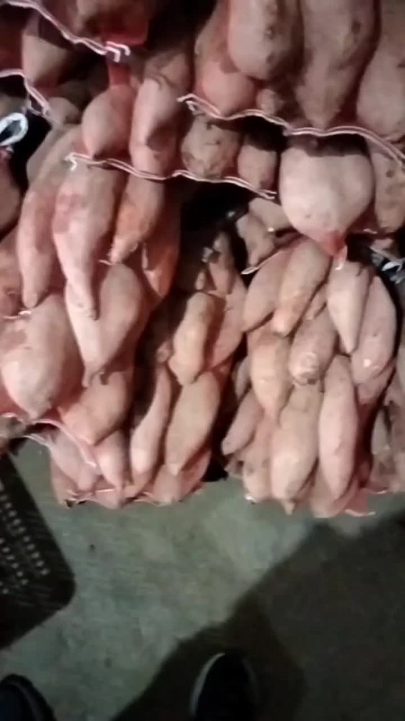 龙薯九