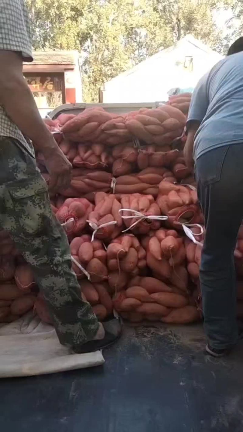 龙薯九