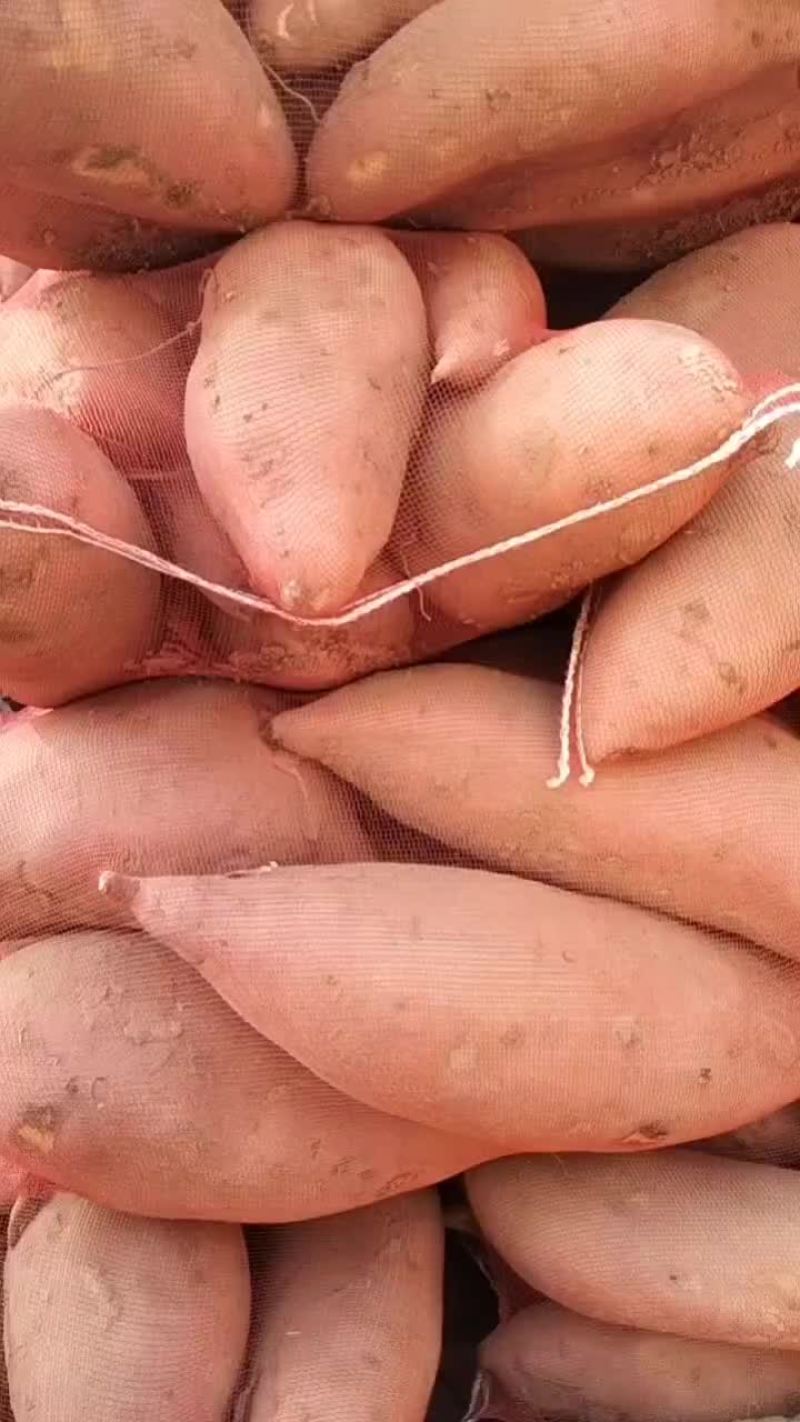 龙薯九