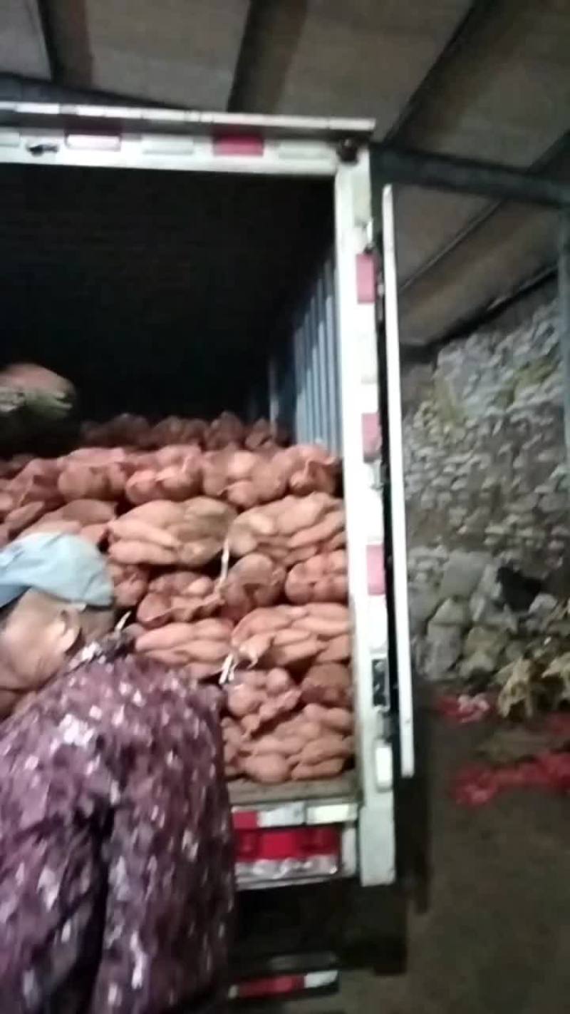龙薯九