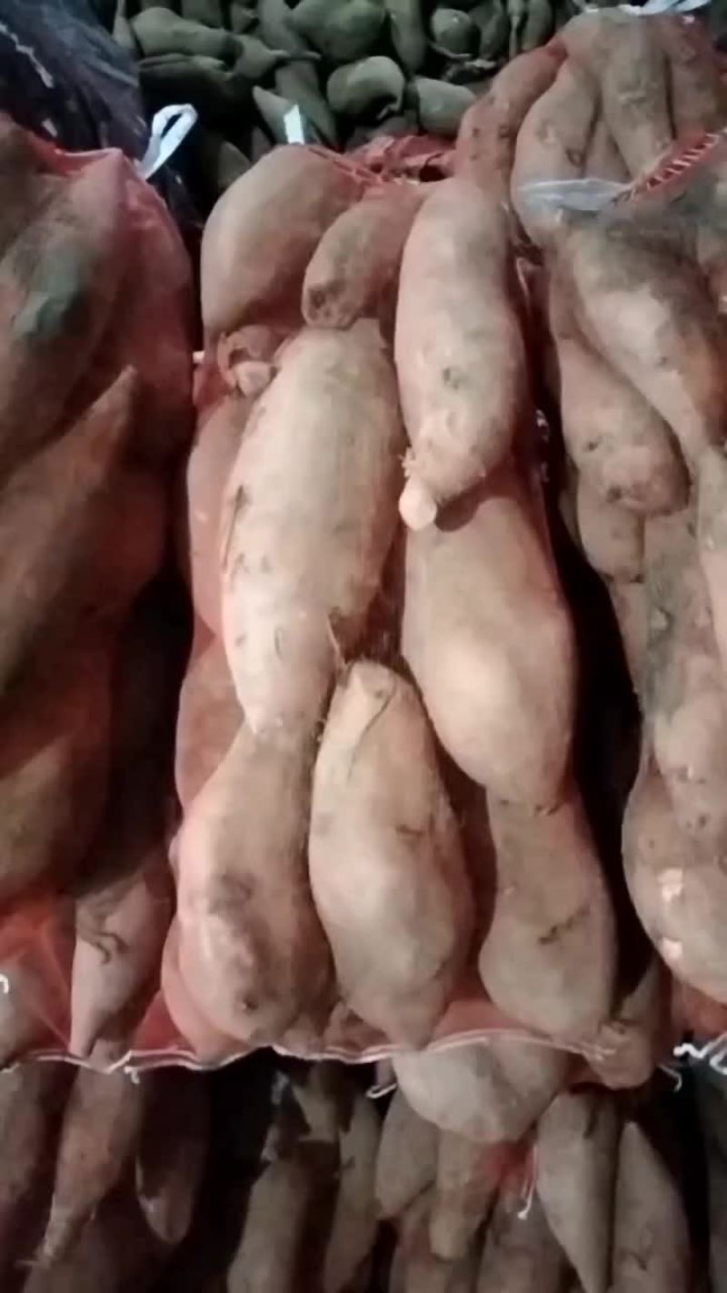 龙薯九