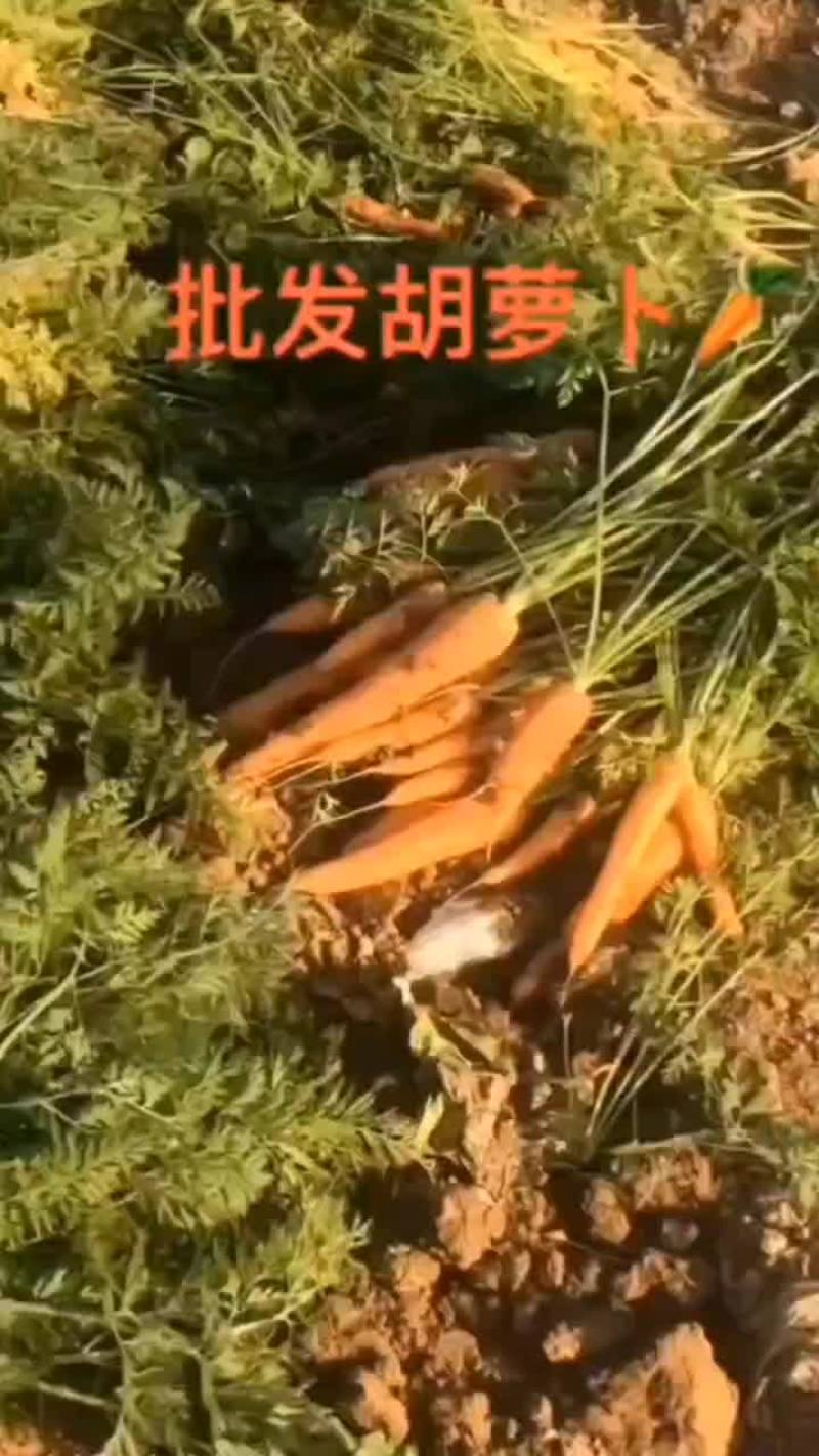 供应大量胡萝卜，郸城县李楼乡，欢迎老板采购