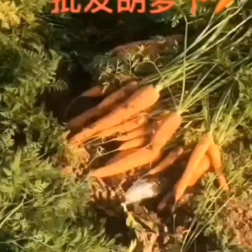 供应大量胡萝卜，郸城县李楼乡，欢迎老板采购