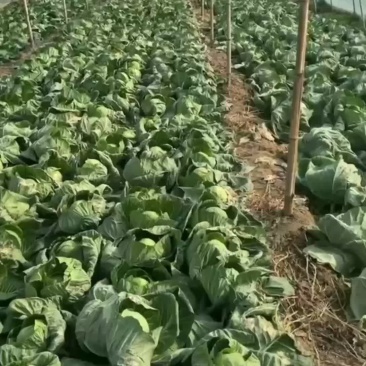 高品质大棚种植甘蓝颜色好看个头均匀2～3.5斤