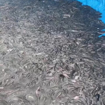 1-3两胡子鲢鱼。梭边鱼。请来电询***********