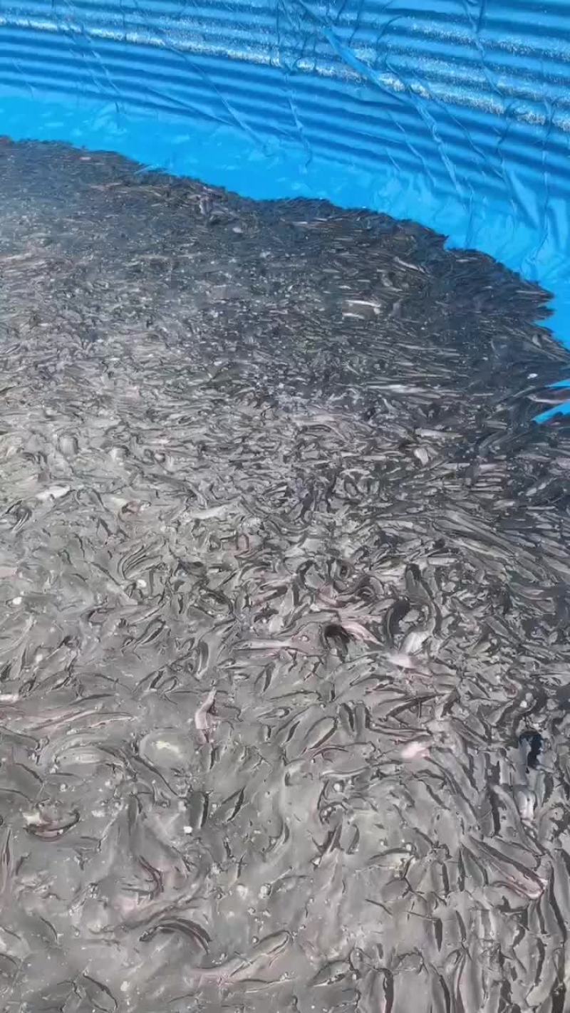 1-3两胡子鲢鱼。梭边鱼。请来电询***********