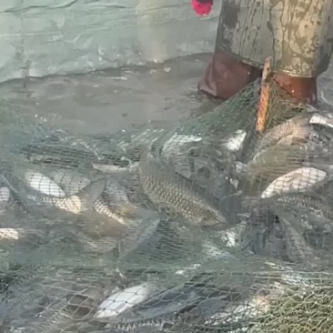 大草鱼规格齐全货源充足