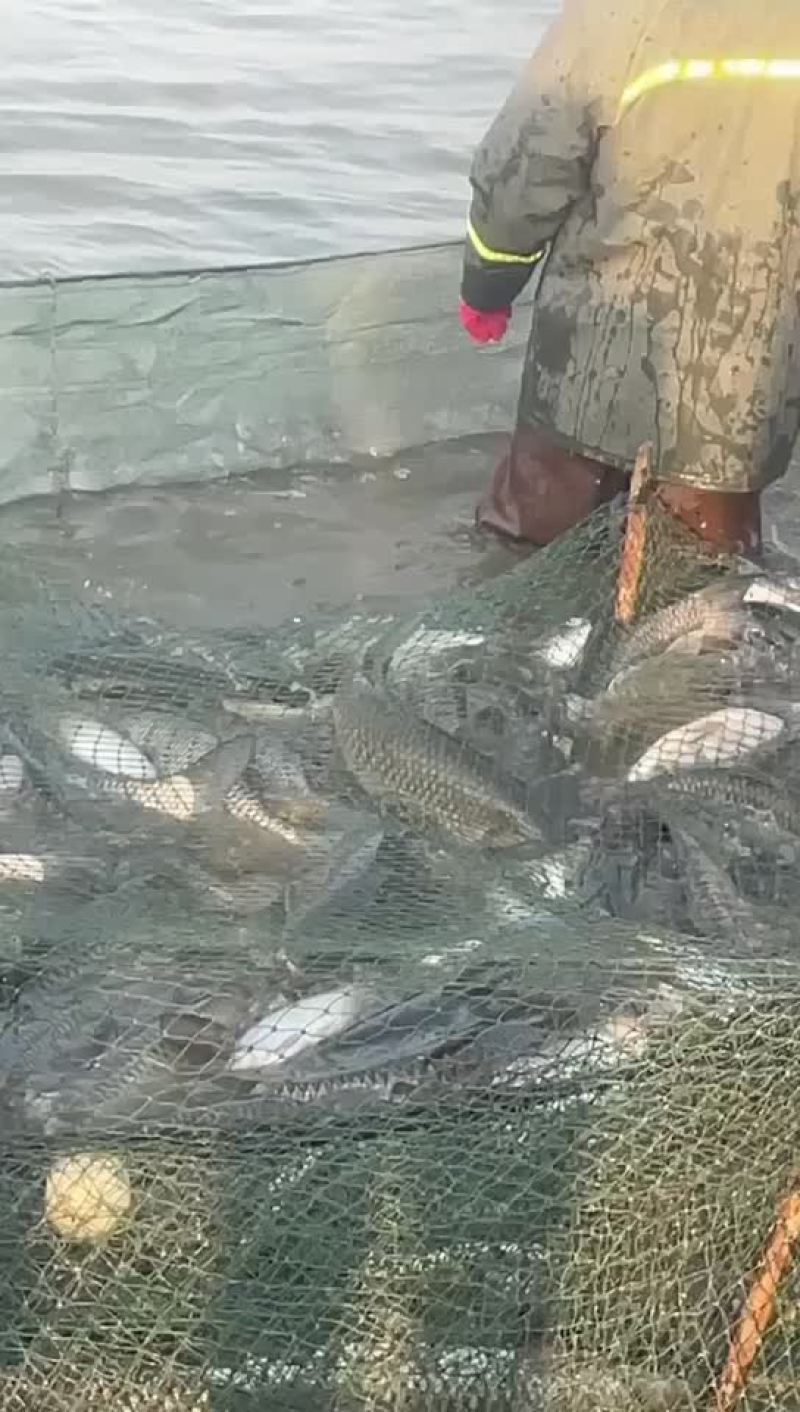 大草鱼规格齐全货源充足