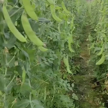 荷兰豆大量上市