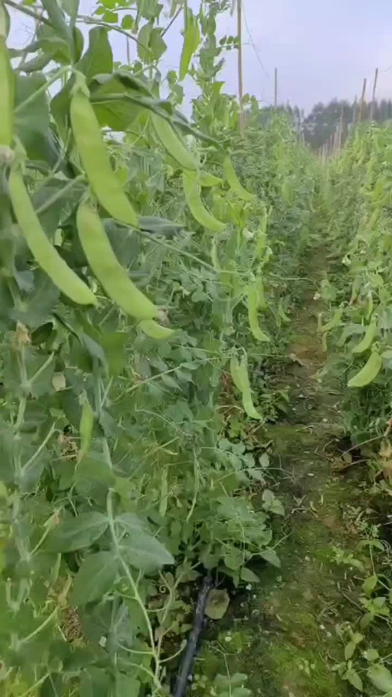 荷兰豆大量上市