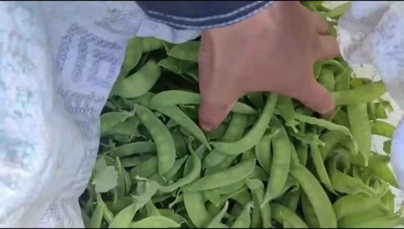 荷兰豆大量上市