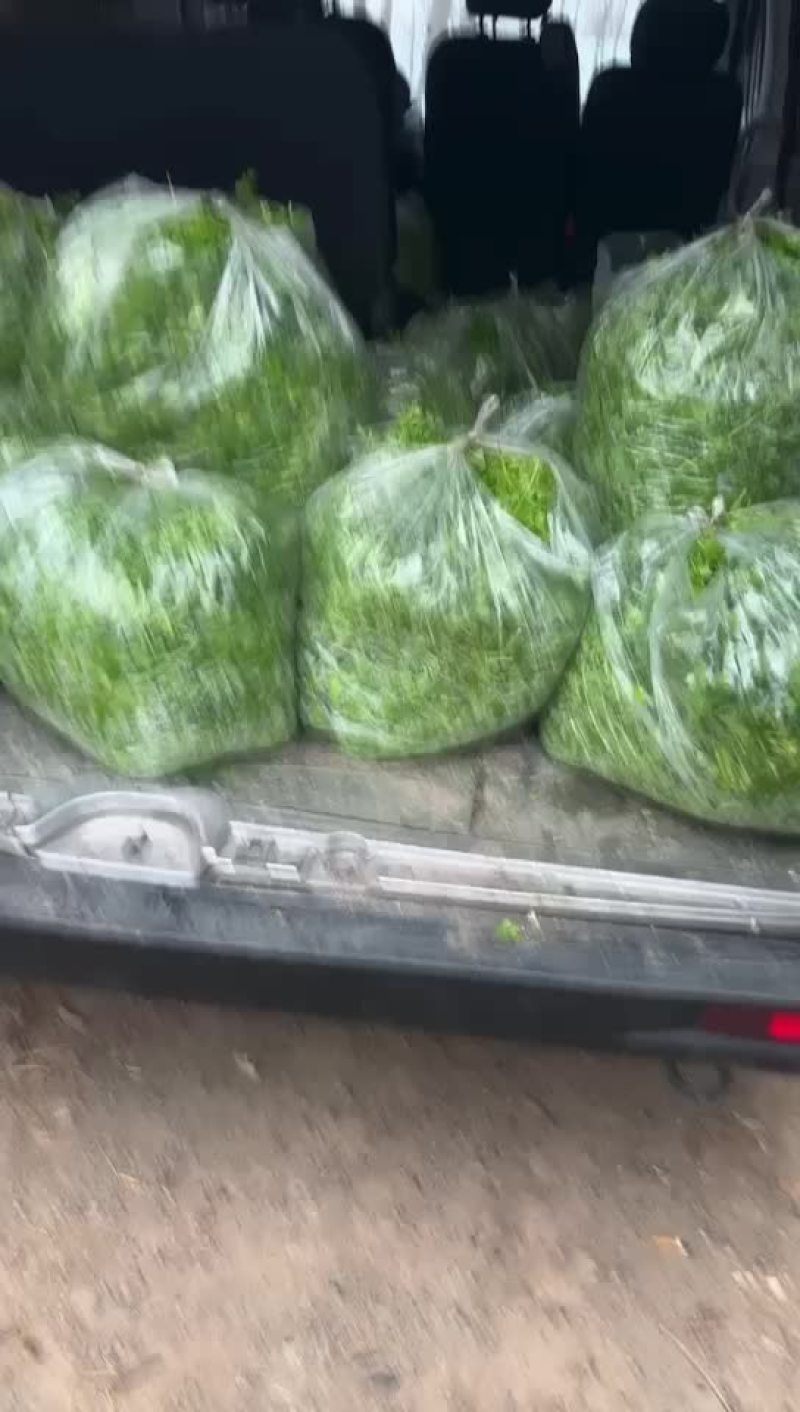 芹苗。三叶香常年大量有货