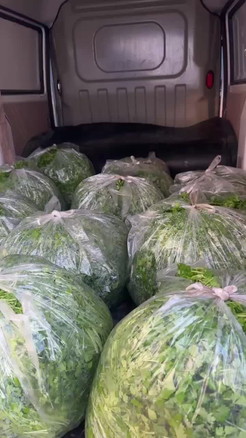 芹苗。三叶香常年大量有货