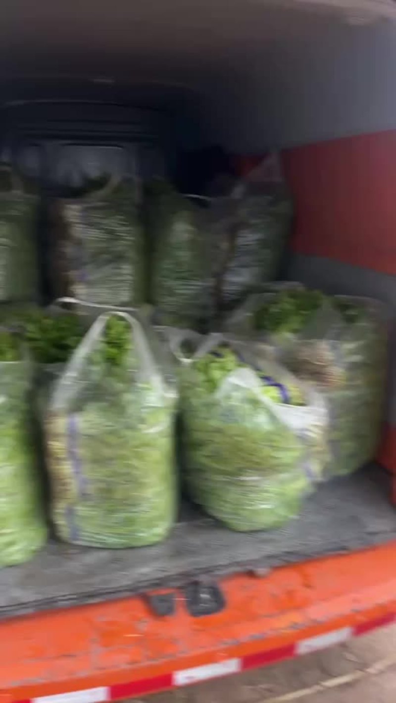 芹苗。三叶香常年大量有货