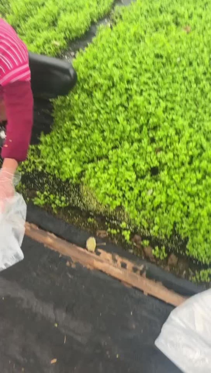 芹苗。三叶香常年大量有货