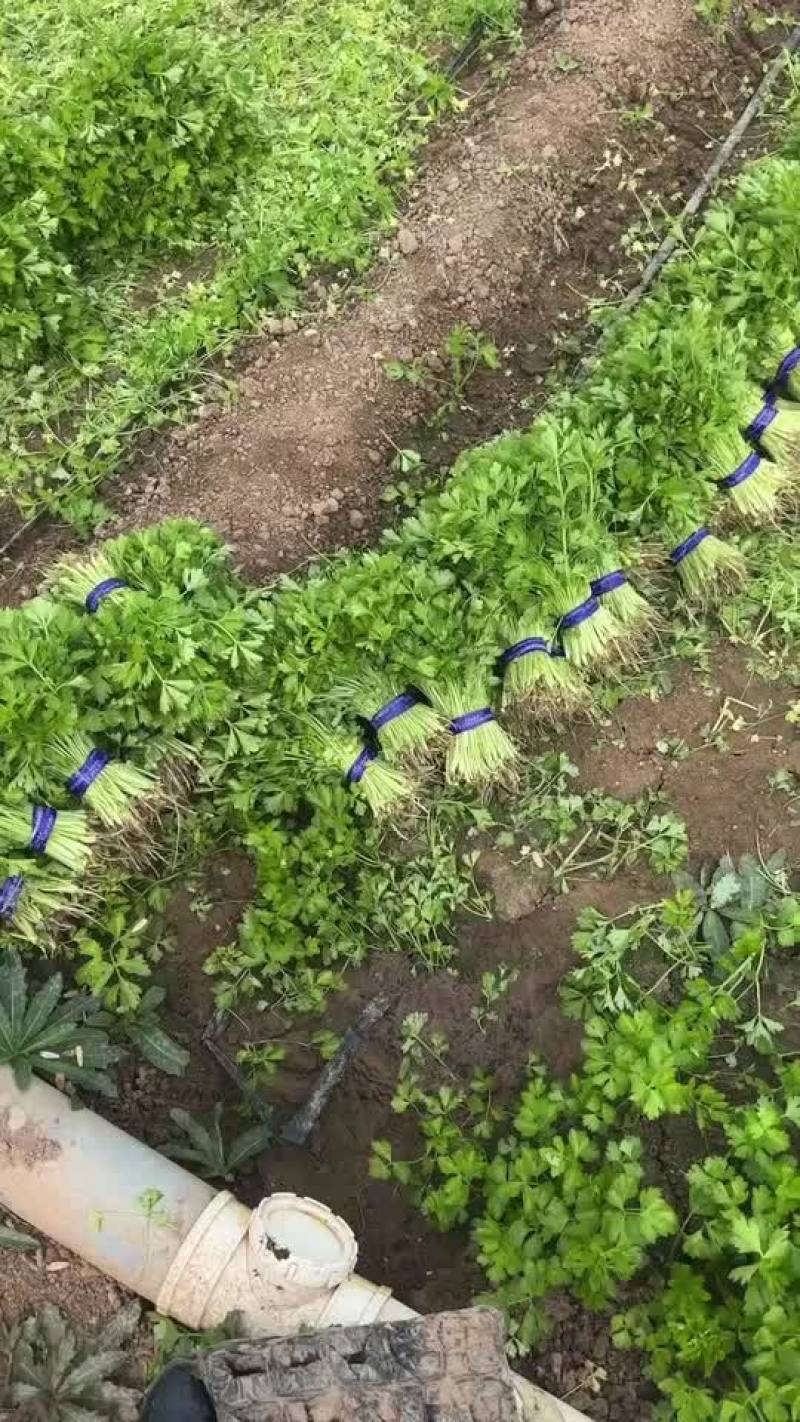 芹苗。三叶香常年大量有货