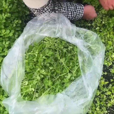 芹苗。三叶香常年大量有货