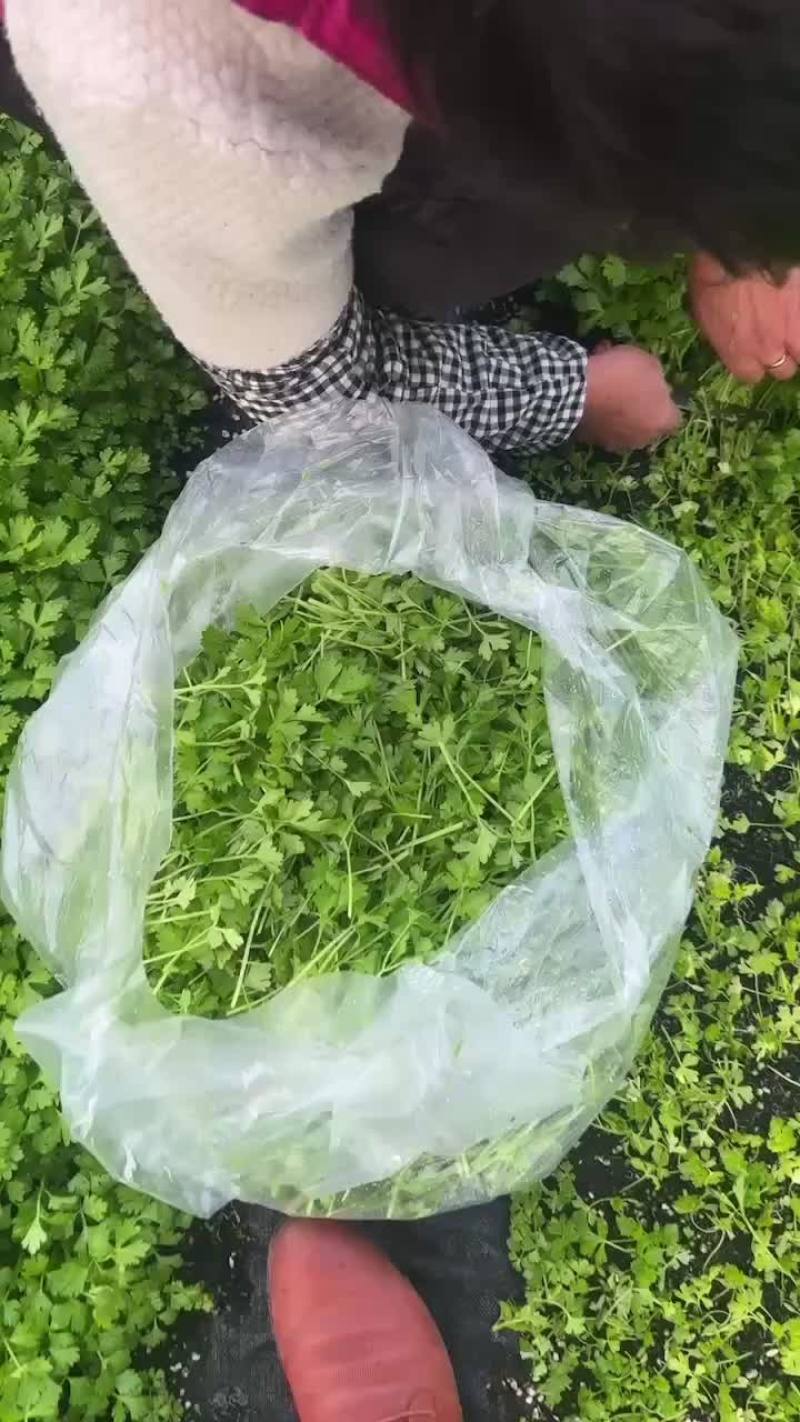 芹苗。三叶香常年大量有货