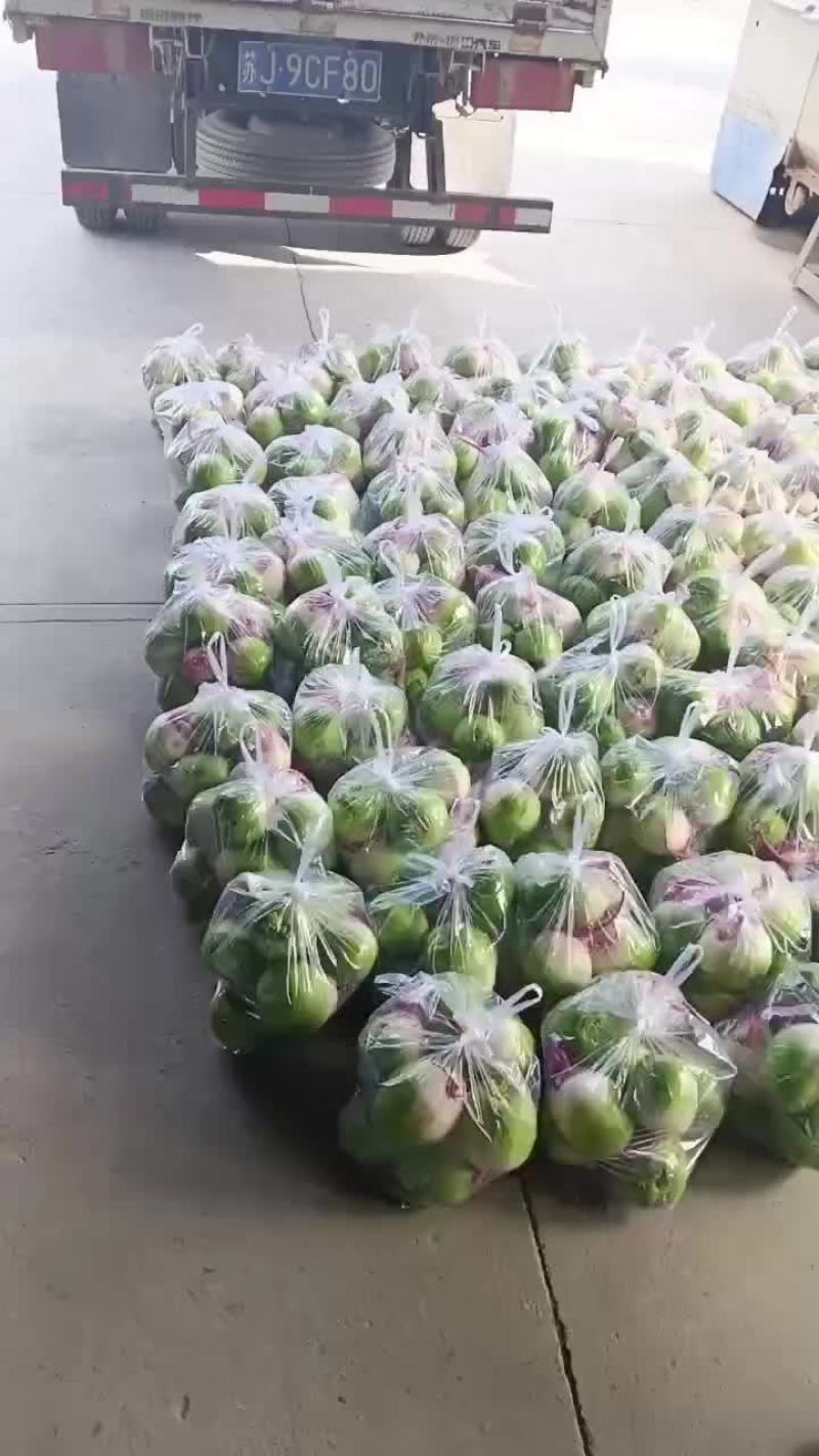 红心大萝卜
