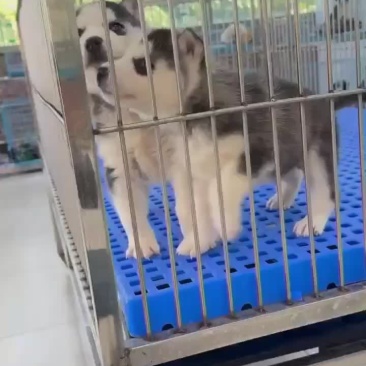 精品哈士奇幼犬