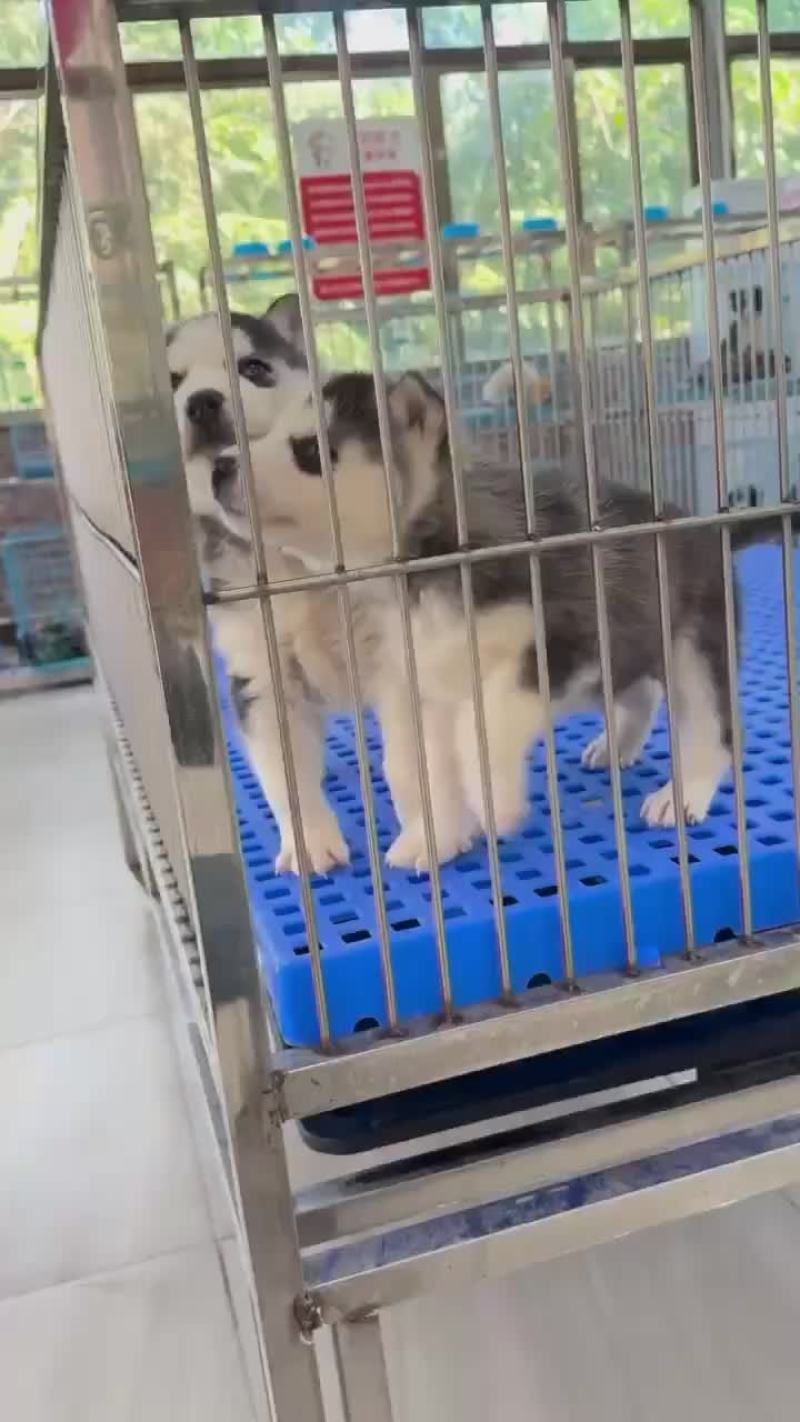 精品哈士奇幼犬