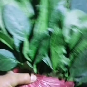 精品菠菜支持各样规格质量保证！价格合理！