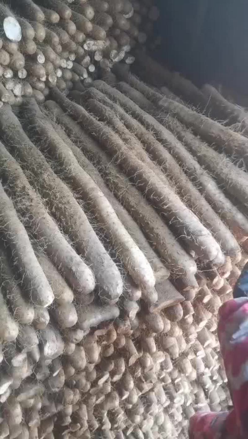 白玉山药批发
