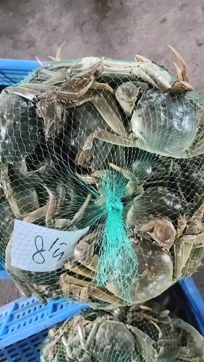 湖北洪湖产地批发；大闸蟹，青壳白底，一件包邮，诚信经营！