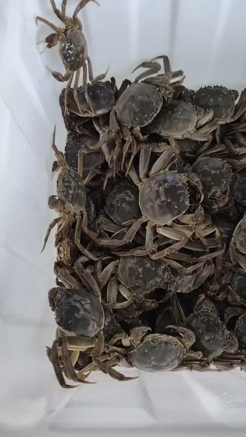 湖北洪湖产地批发；大闸蟹，青壳白底，一件包邮，诚信经营！