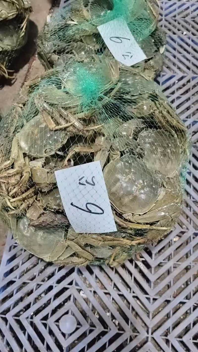 湖北洪湖产地批发；大闸蟹，青壳白底，一件包邮，诚信经营！