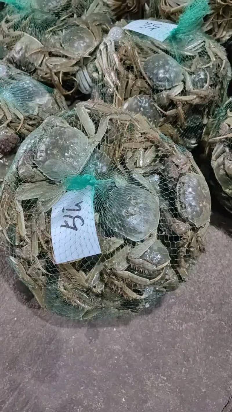湖北洪湖产地批发；大闸蟹，青壳白底，一件包邮，诚信经营！