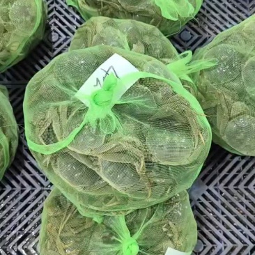 湖北洪湖产地批发；大闸蟹，青壳白底，一件包邮，诚信经营！