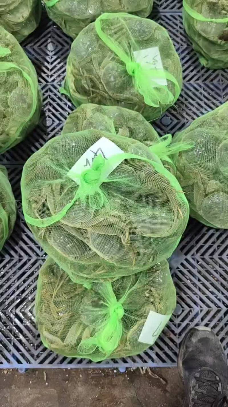 湖北洪湖产地批发；大闸蟹，青壳白底，一件包邮，诚信经营！