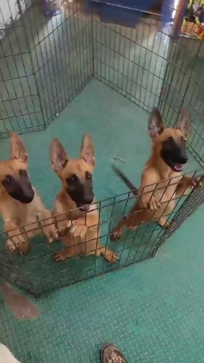 老血马马犬，血统纯正，疫苗齐全，欢迎选购