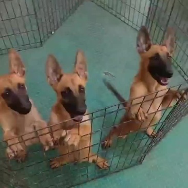 老血马马犬，血统纯正，疫苗齐全，欢迎选购