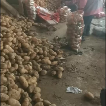 精品土豆