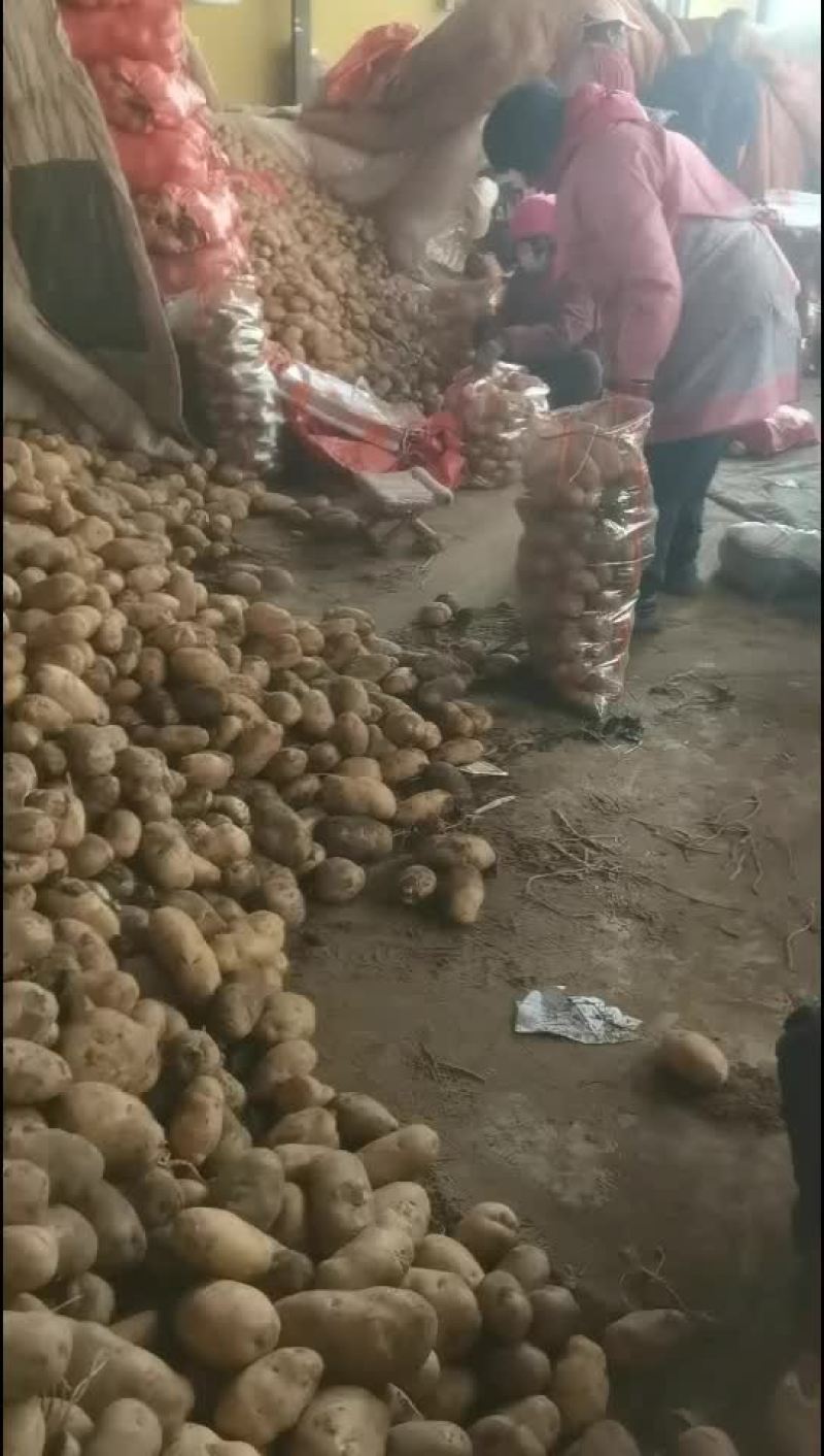 精品土豆