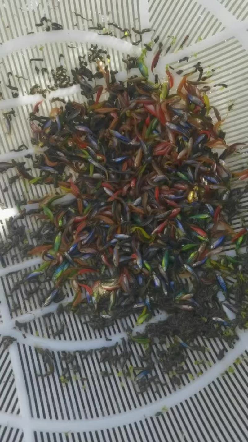 蝶翼长尾斑马鱼2-3公分混色500条1元/条起批